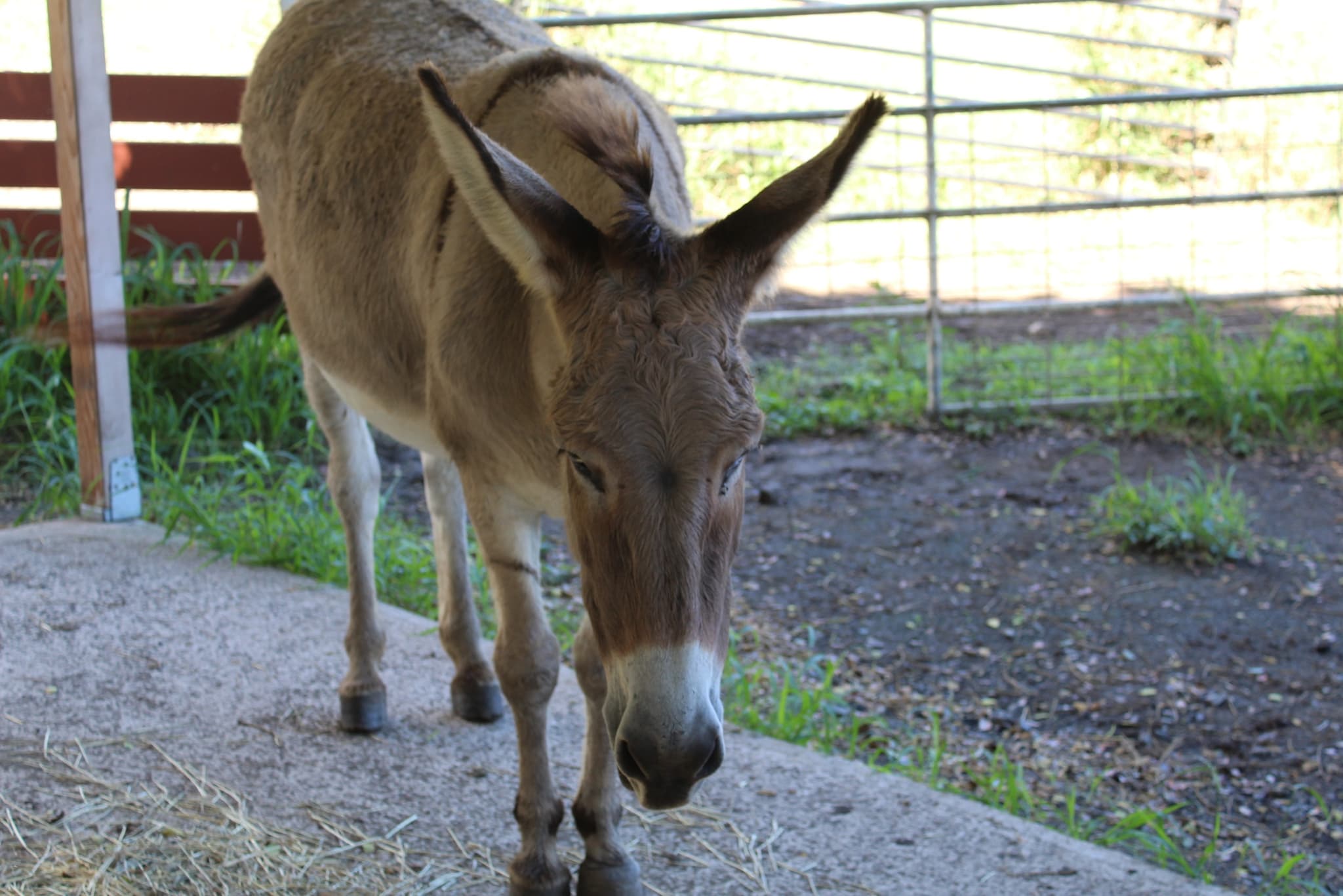Chocolate, Turtles, Kualoa Ranch
