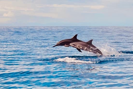 AʻO HAWAIʻI - Dolphin Watching & Snorkel