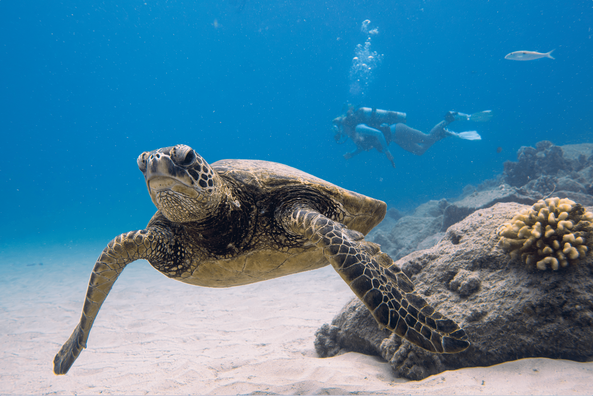 Private Guided Turtle Scuba Dive from Shore! (Electric Beach)