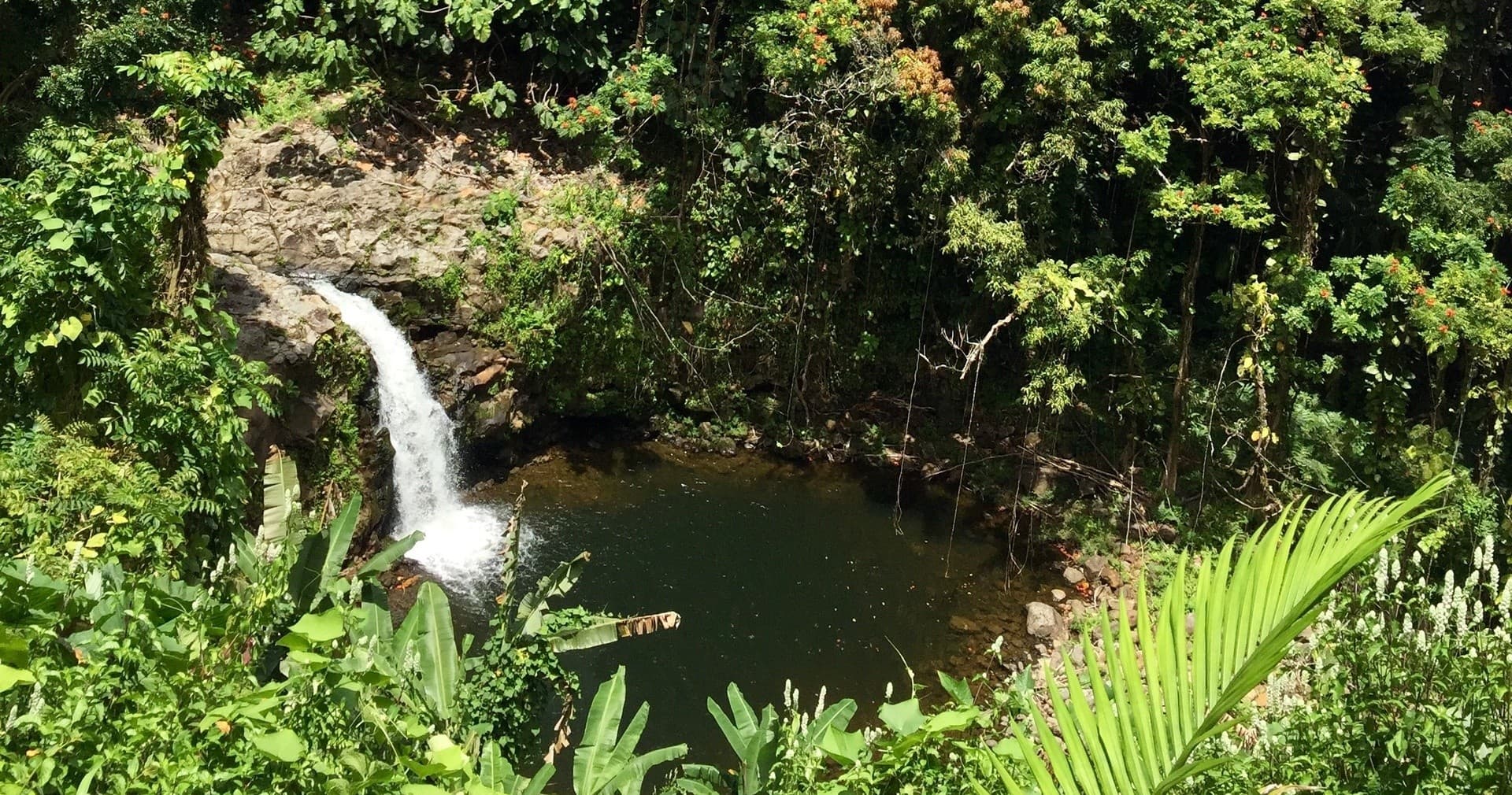 PRIVATE Heavenly Hamakua from Kona