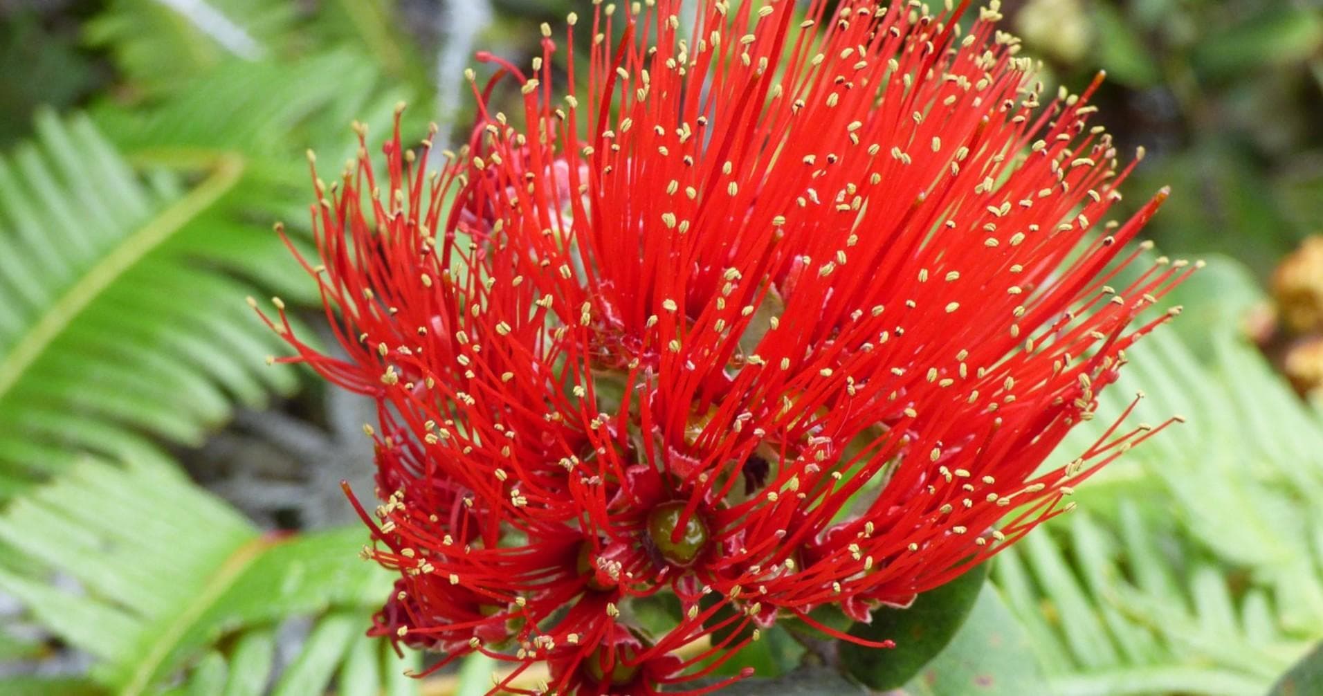 Palena Management Practices & Hawaiian Culture- In-person or ONLINE