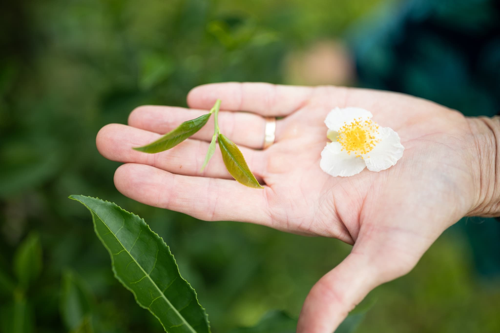 Volunteer Tea Picking