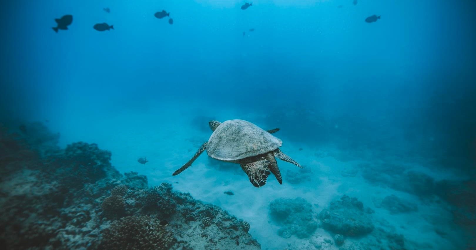 Semi-Private Turtle Snorkel & Catamaran Cruise