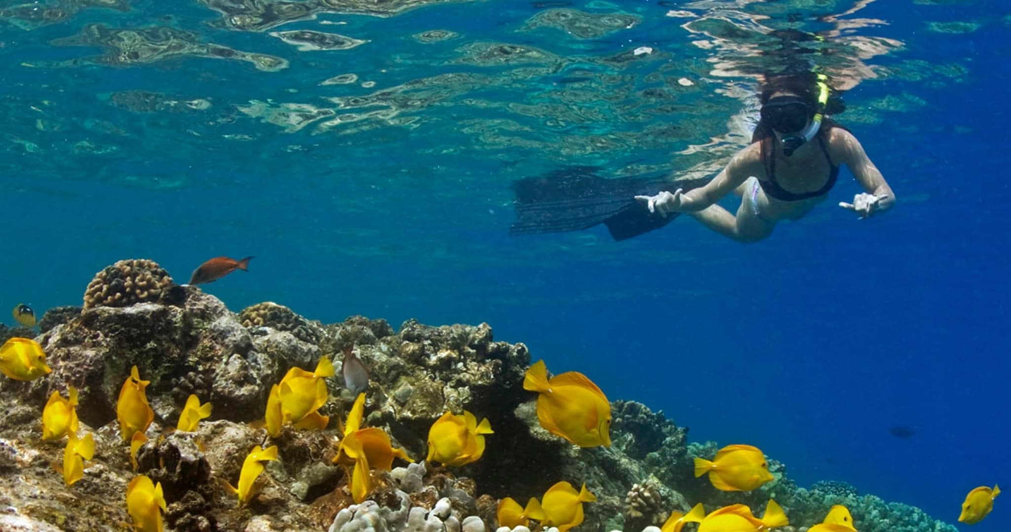 2-Hour Dolphin Watch and Double-Reef Snorkel in Hawaii