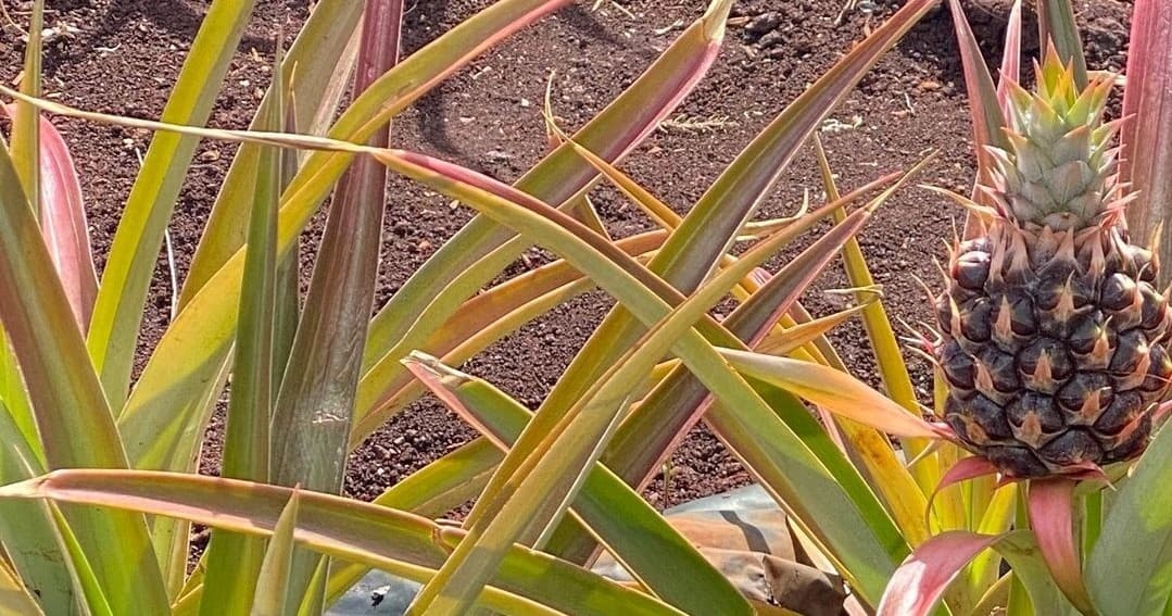 Private Island Tours and Charters