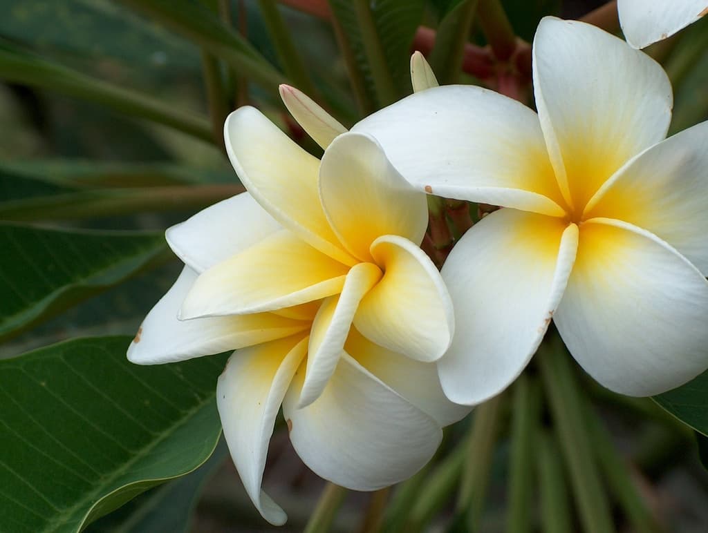 WYCIECZKA WOKÓŁ WYSPY OAHU