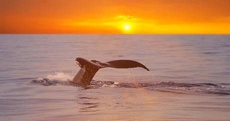 Whale Watching Tour • Seasonal