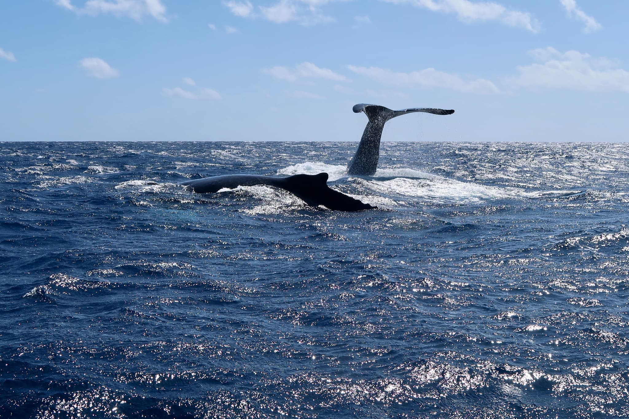 Kauai's Ultimate WEST SIDE Whale & Dolphin Zodiac Boat Adventure