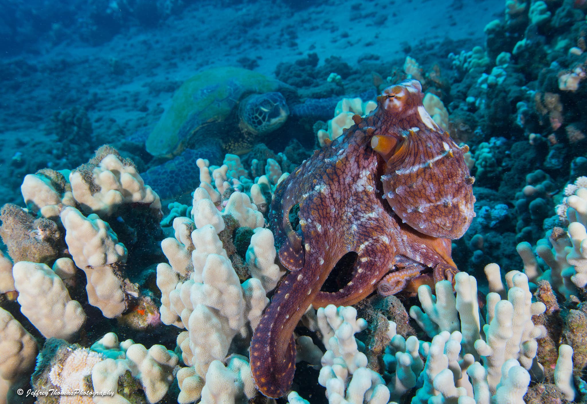 2 Tank Carthaginian Shipwreck and Turtle/Shark Dive by Boat