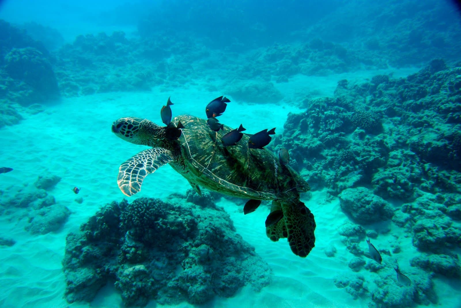 Snorkel into Sunset Sail