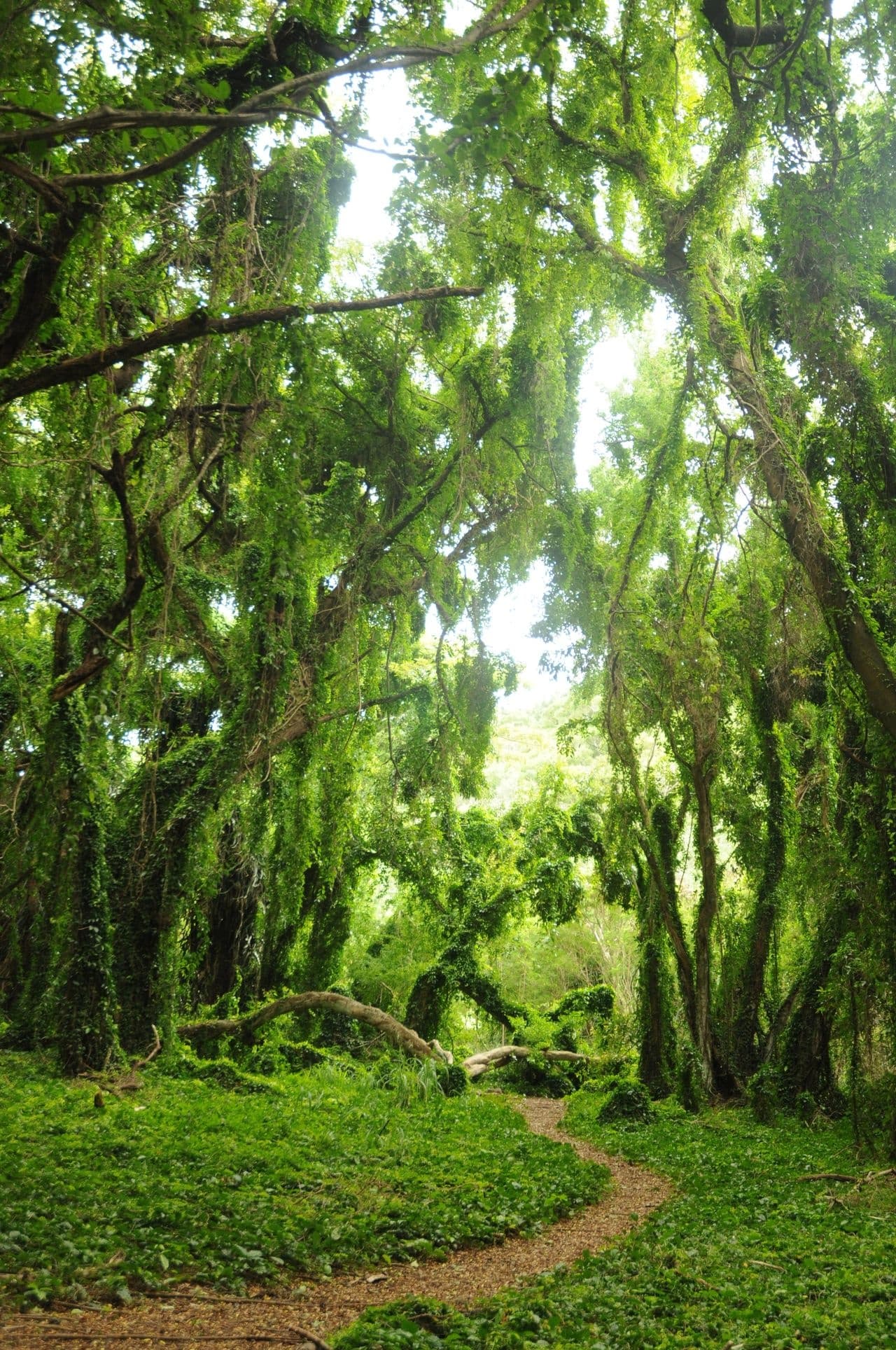 Upcountry Experience