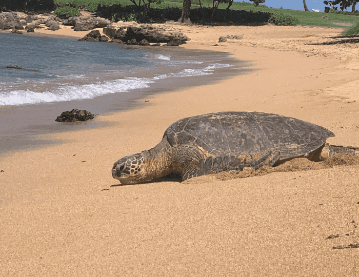 Hidden Gems of Oahu with Byodo In and Turtle Spotting
