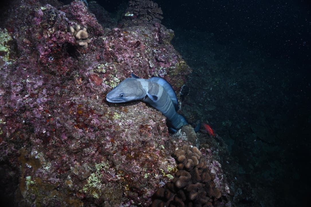 1 Diver - Private Night Dive with Barry