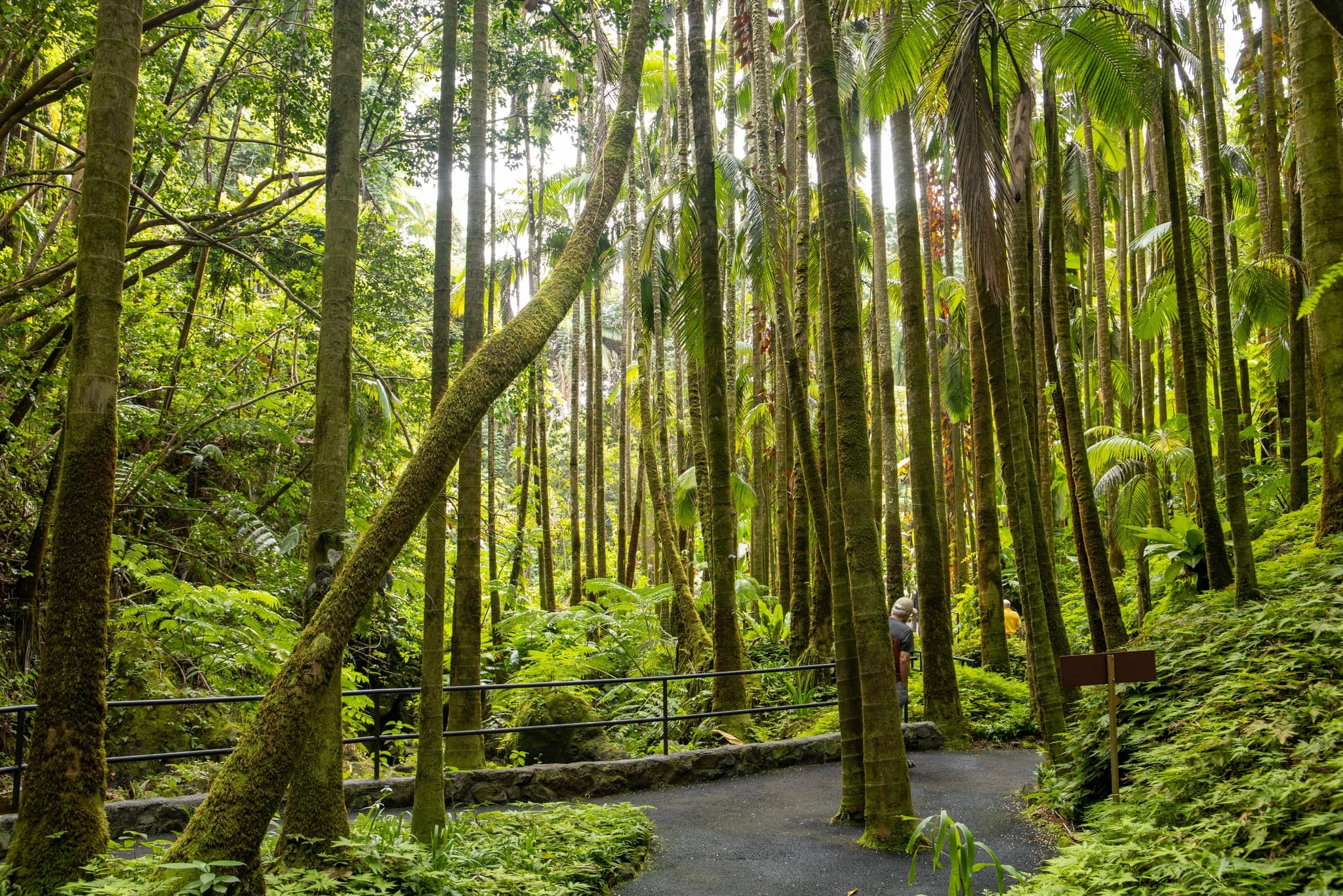 Hilo Cruise Ship Guest Special - Botanical Gardens, Waterfalls, and Farmers Market