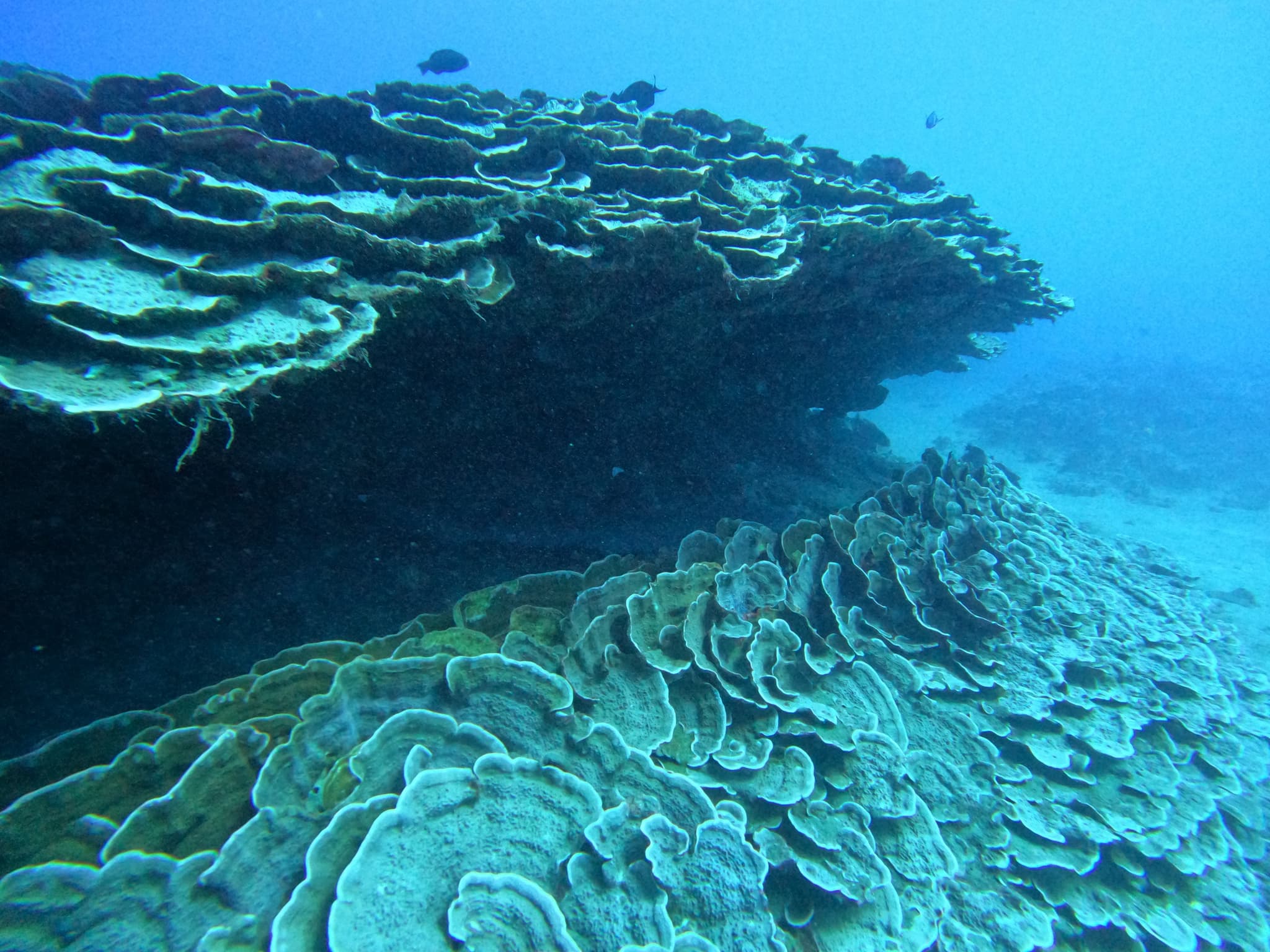 2 Tank Holo Holo Drift Day