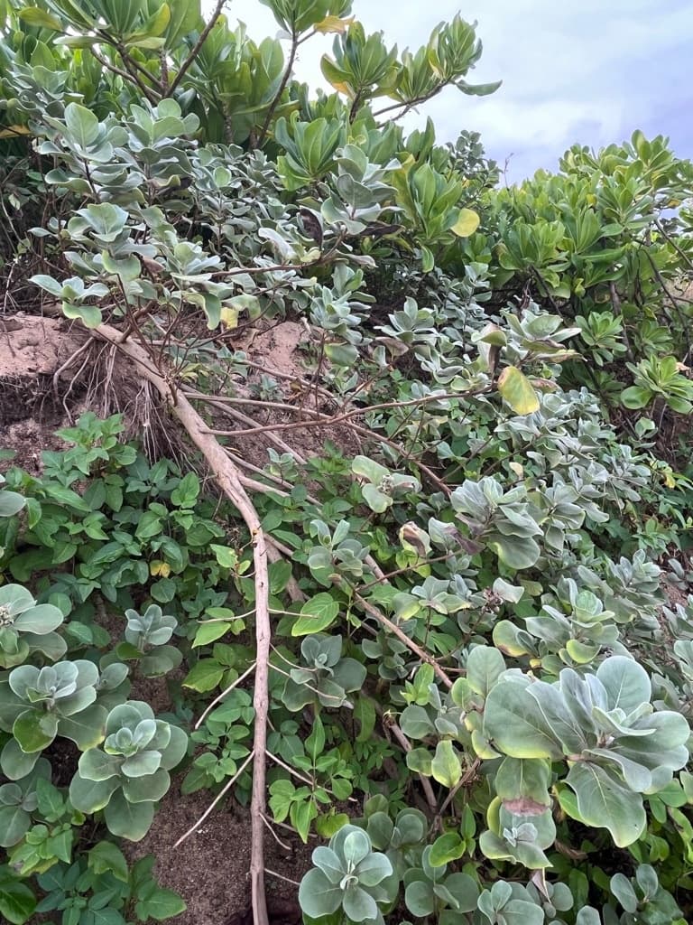 Malama Hawaii Planting Tour