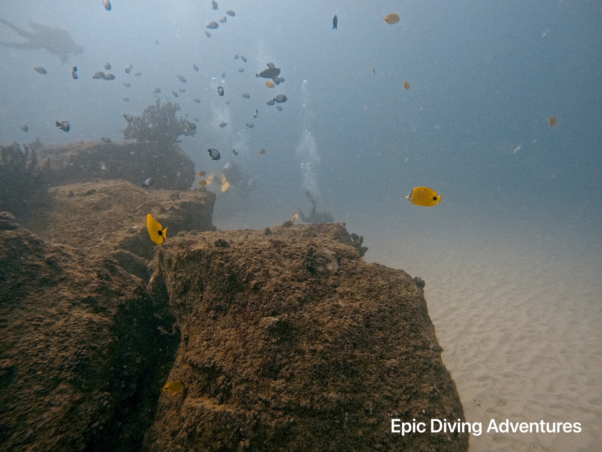 High Tide Dive First out