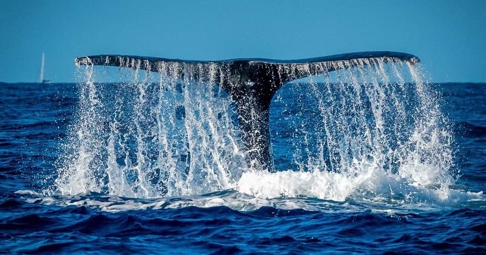 Whale Photo Boat Tour