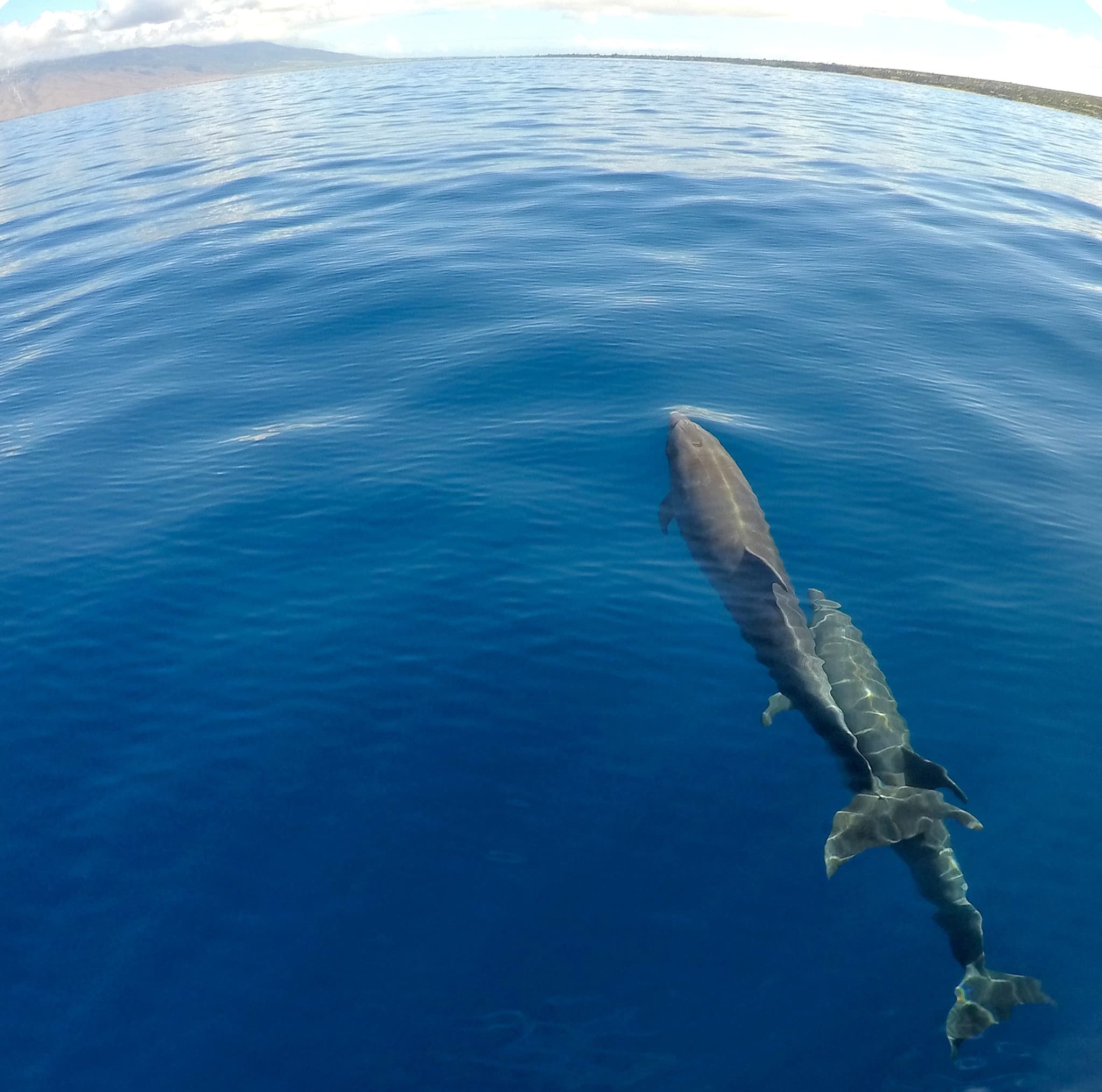 Signature Deluxe Snorkel