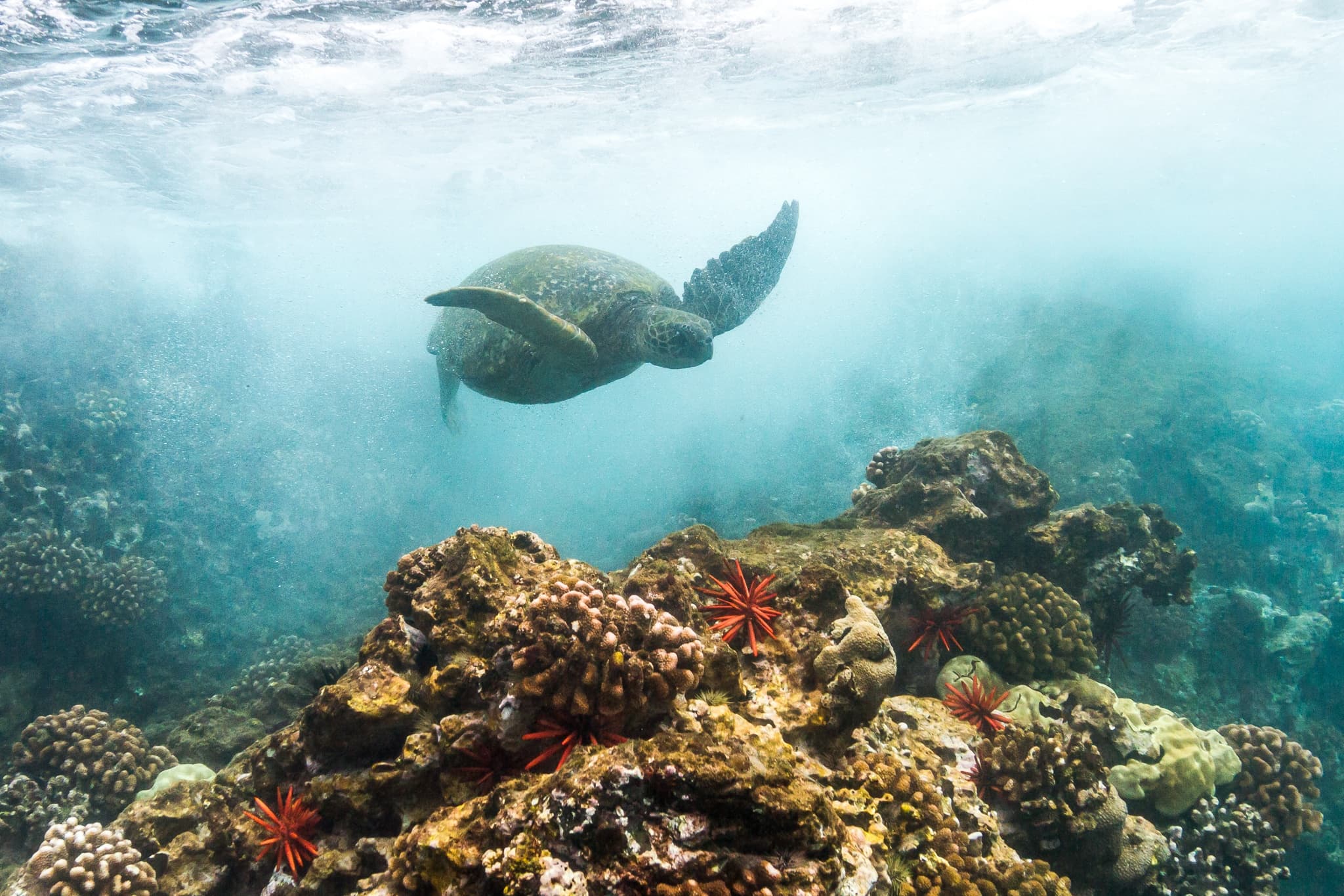 Turtle Reef Snorkel