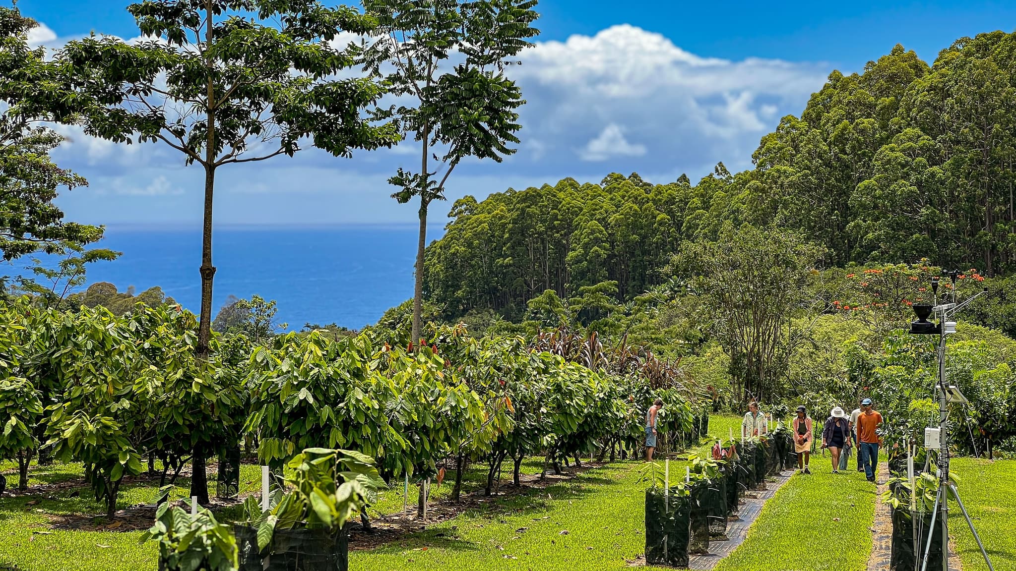 Farm Tour and Hawaiian Craft Chocolate Tasting