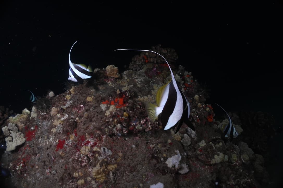 2 Divers - Private Night Dive with Barry