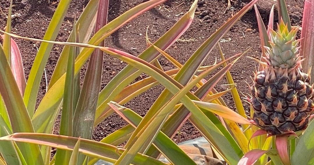 Oahu's Circle Island Group Tour Operated by Fil-Am Travel & Tours