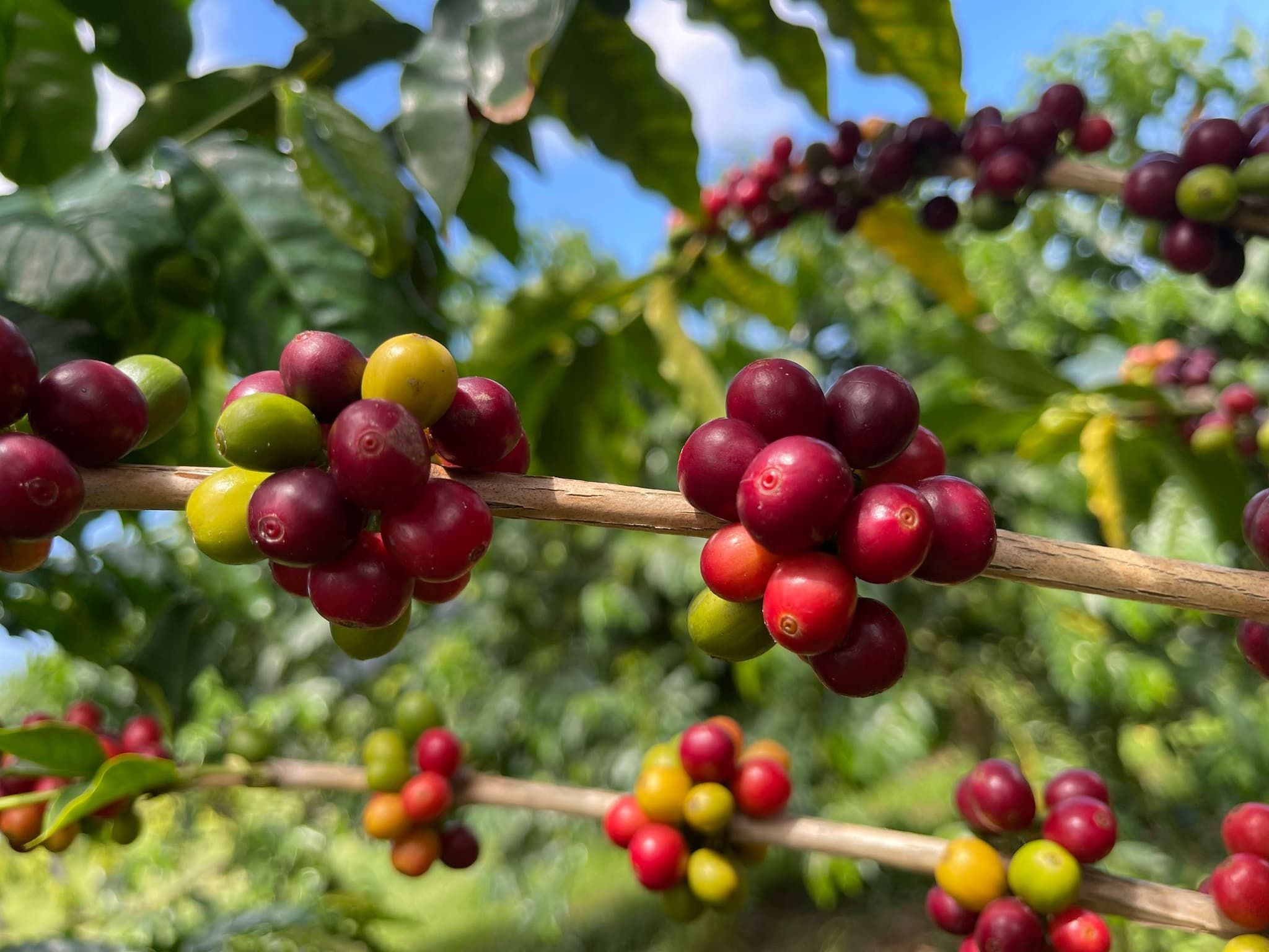 Small Group Big Island Tour - Hawaii Volcanoes National Park and Kona Coffee Farm