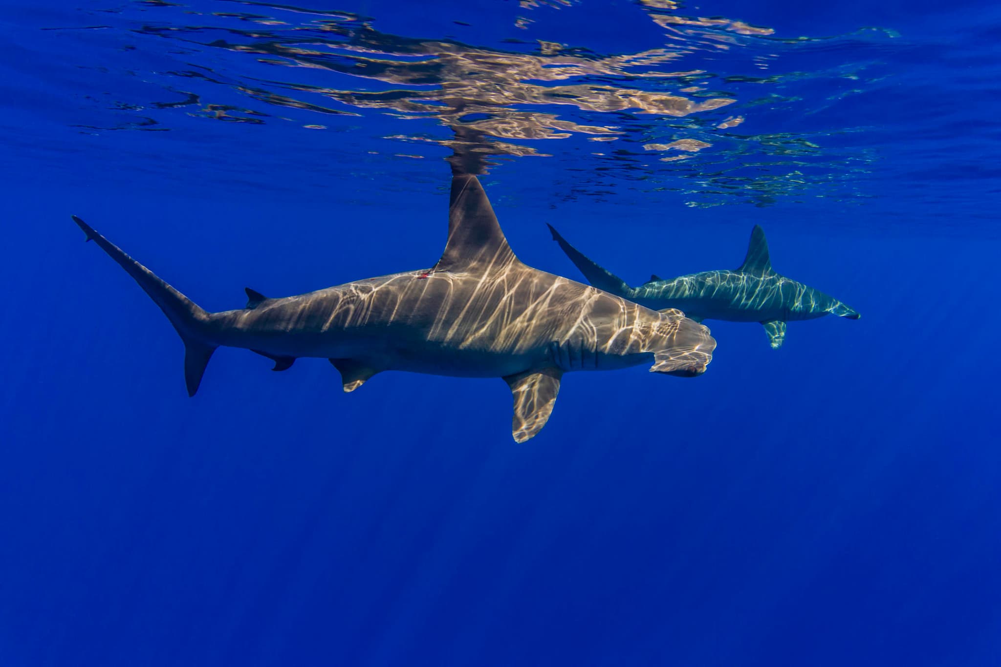 Kona BIG 5 Ocean Safari