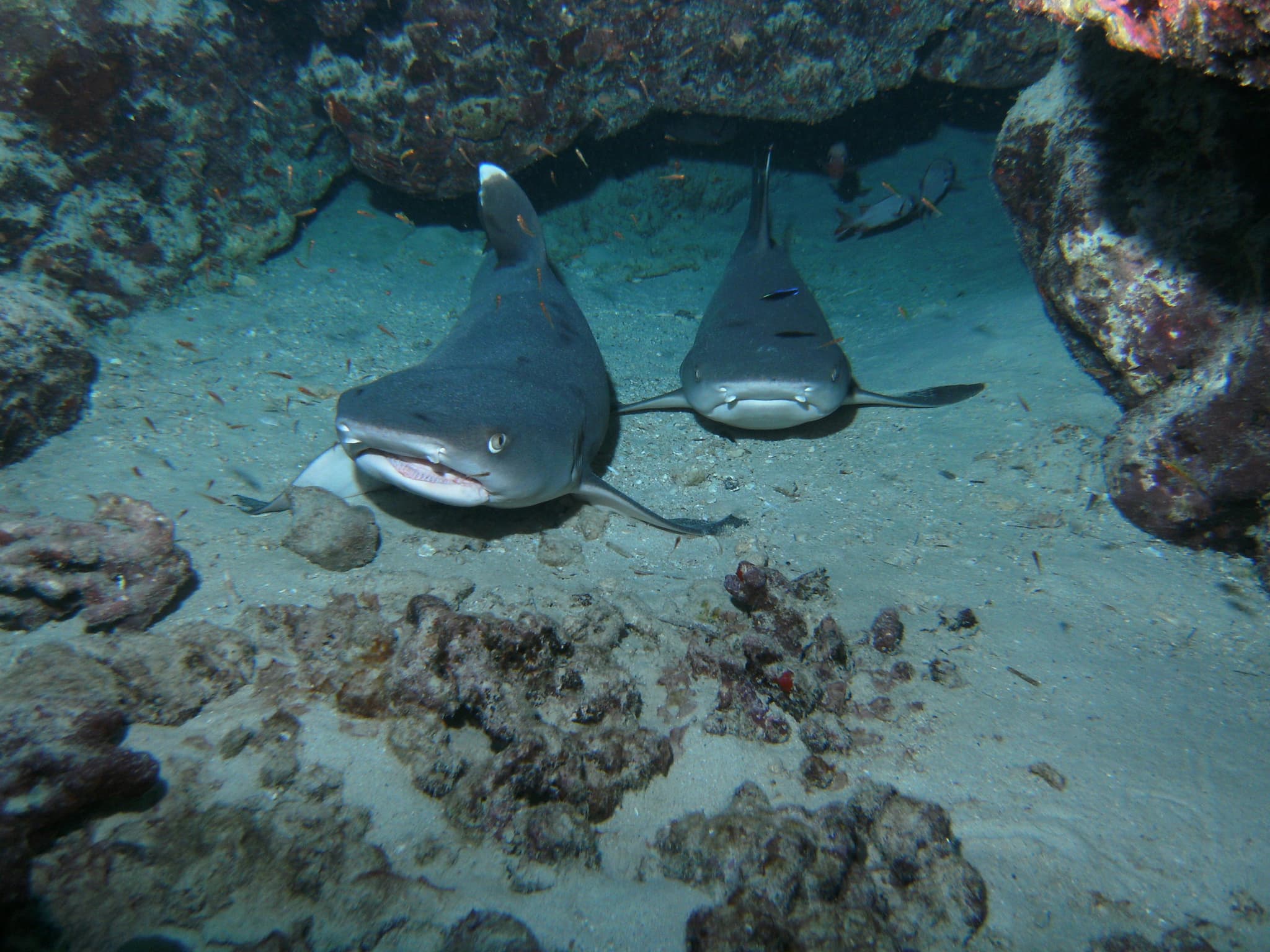 Two-Site Dive/Snorkel