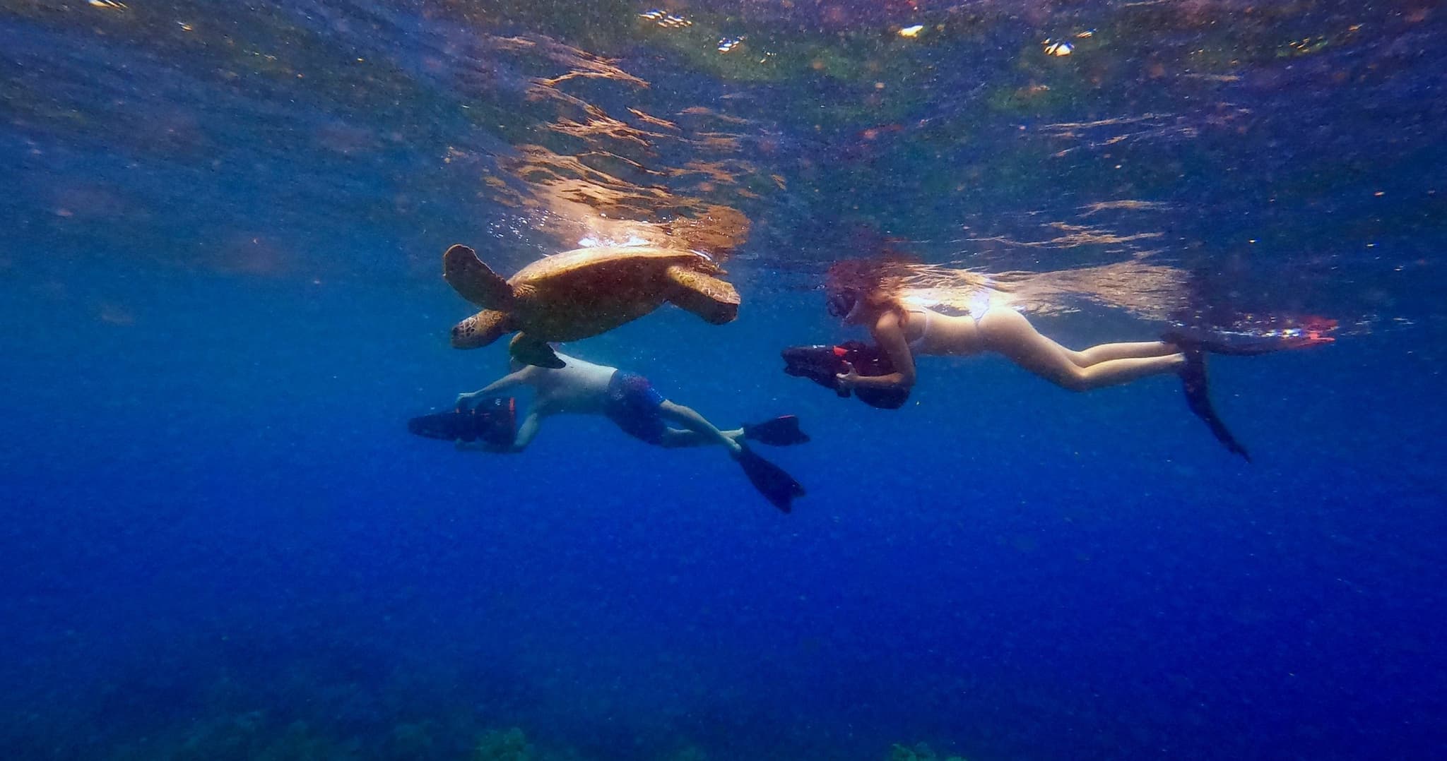 Private Snorkeling Guided Tour - Turtle Town