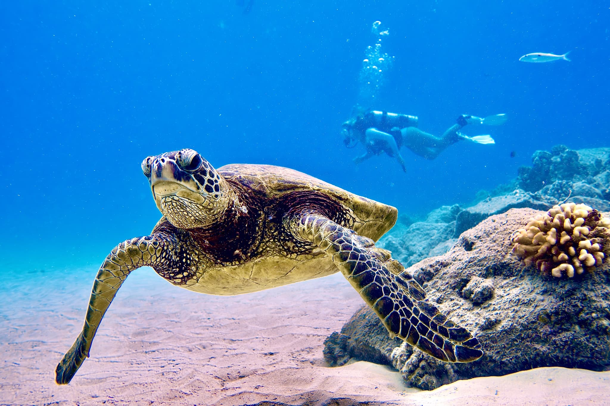 Conservation Snorkeling Tour with Sea Turtles