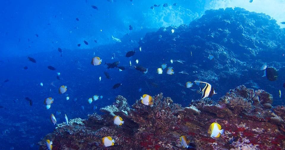 Dive Backwall Molokini