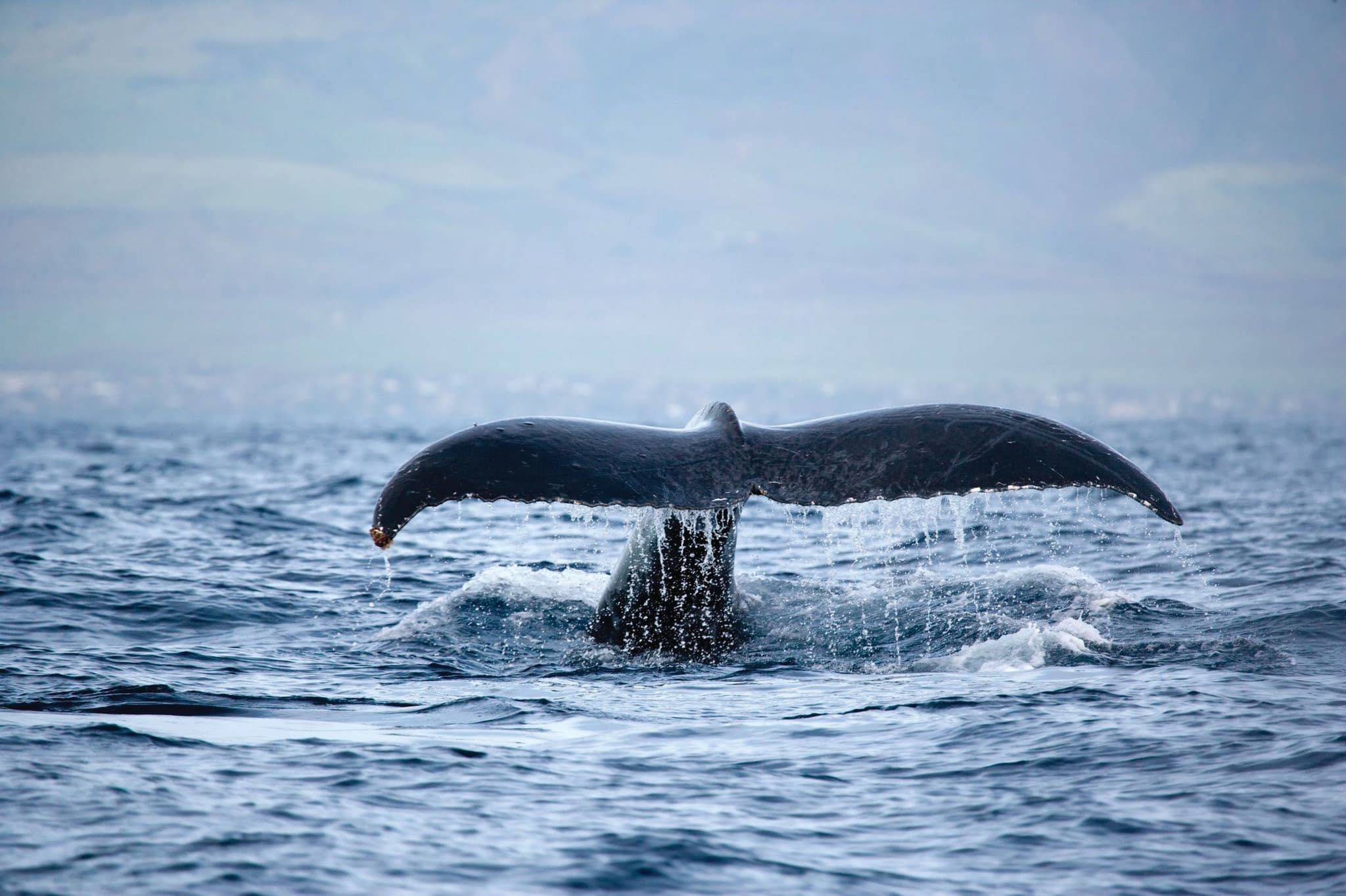 Spirit of Aloha Whale Watch Tour