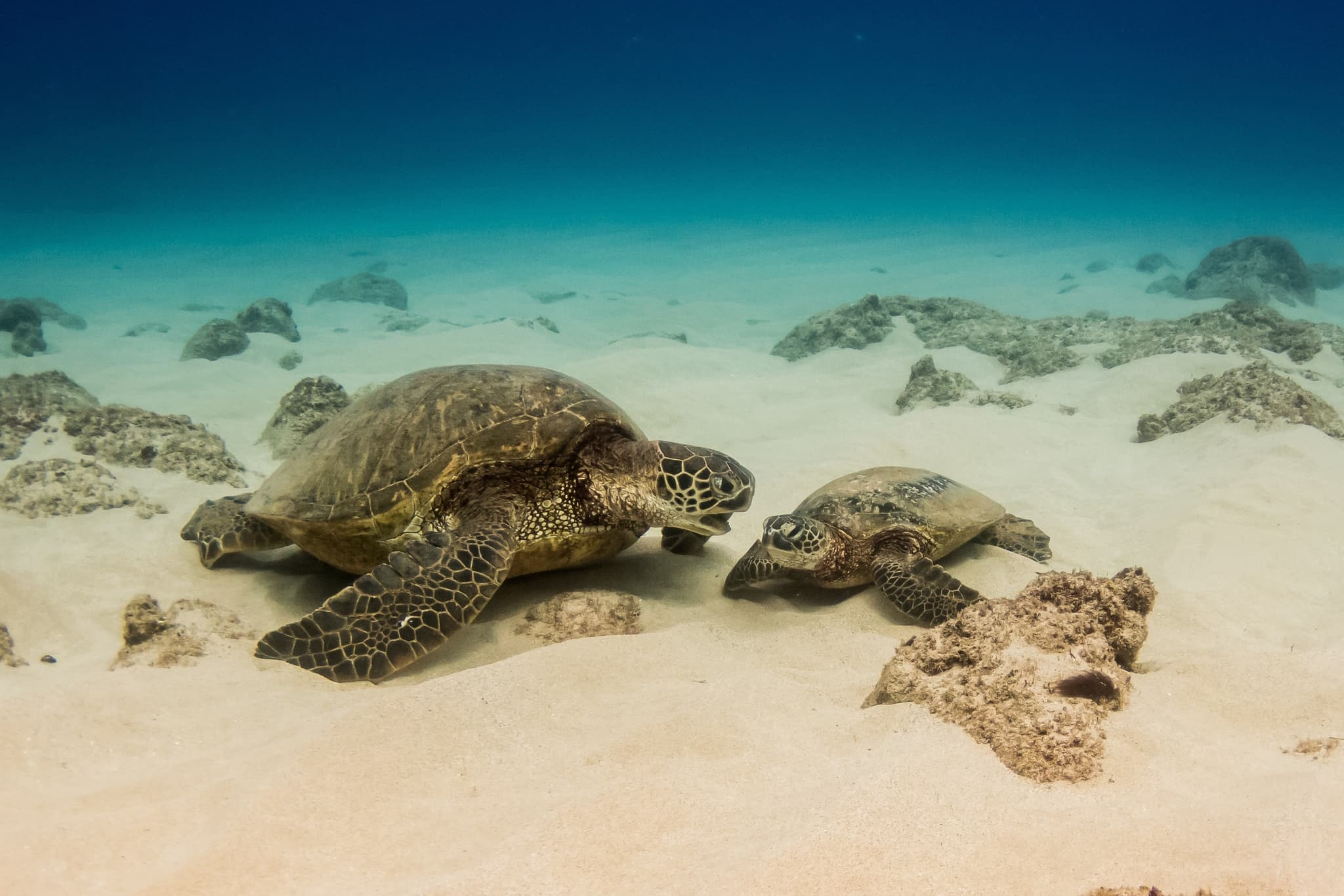 Afternoon Turtle Safari