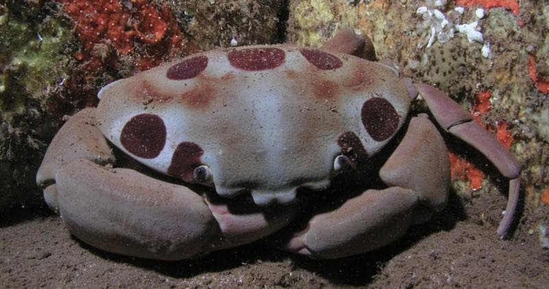 Open Water Referral Certification