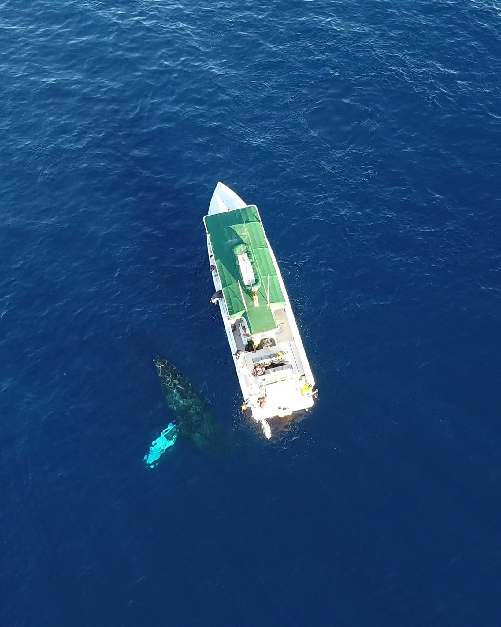 Humpback Whale Watch