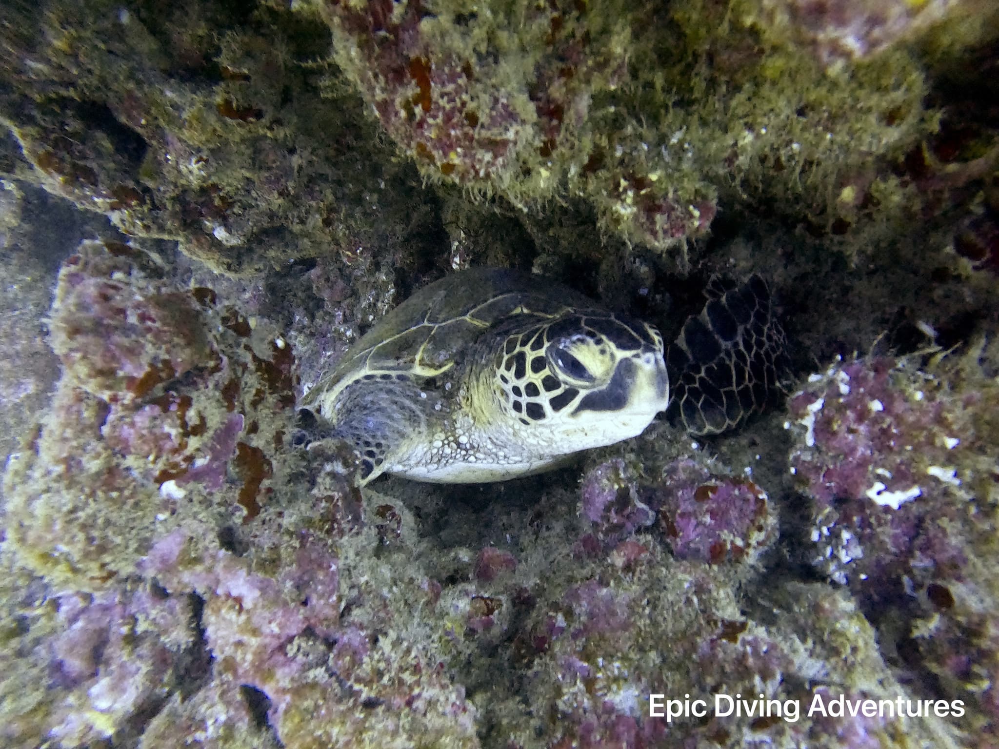High Tide Dive First out
