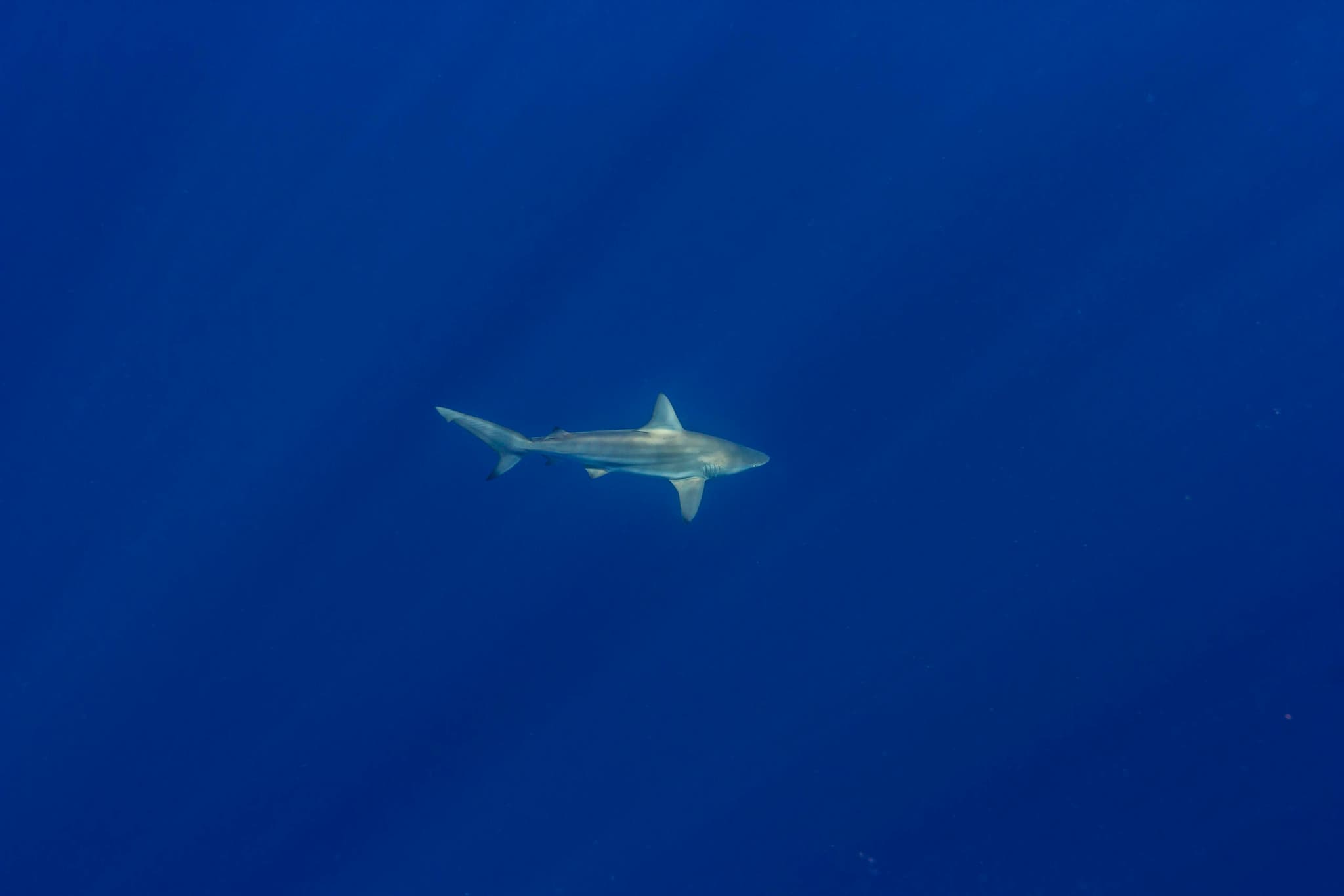 Kona BIG 5 Ocean Safari