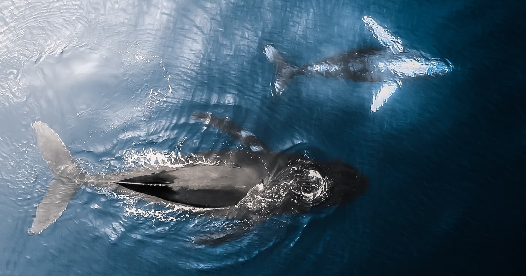 Whale Watch Private Charter