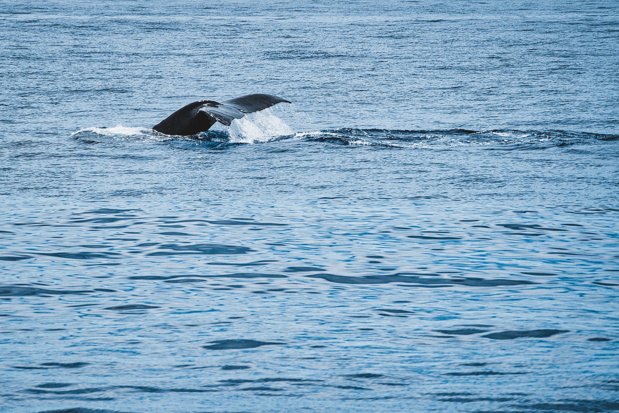Venture Ko Olina Whale Watch