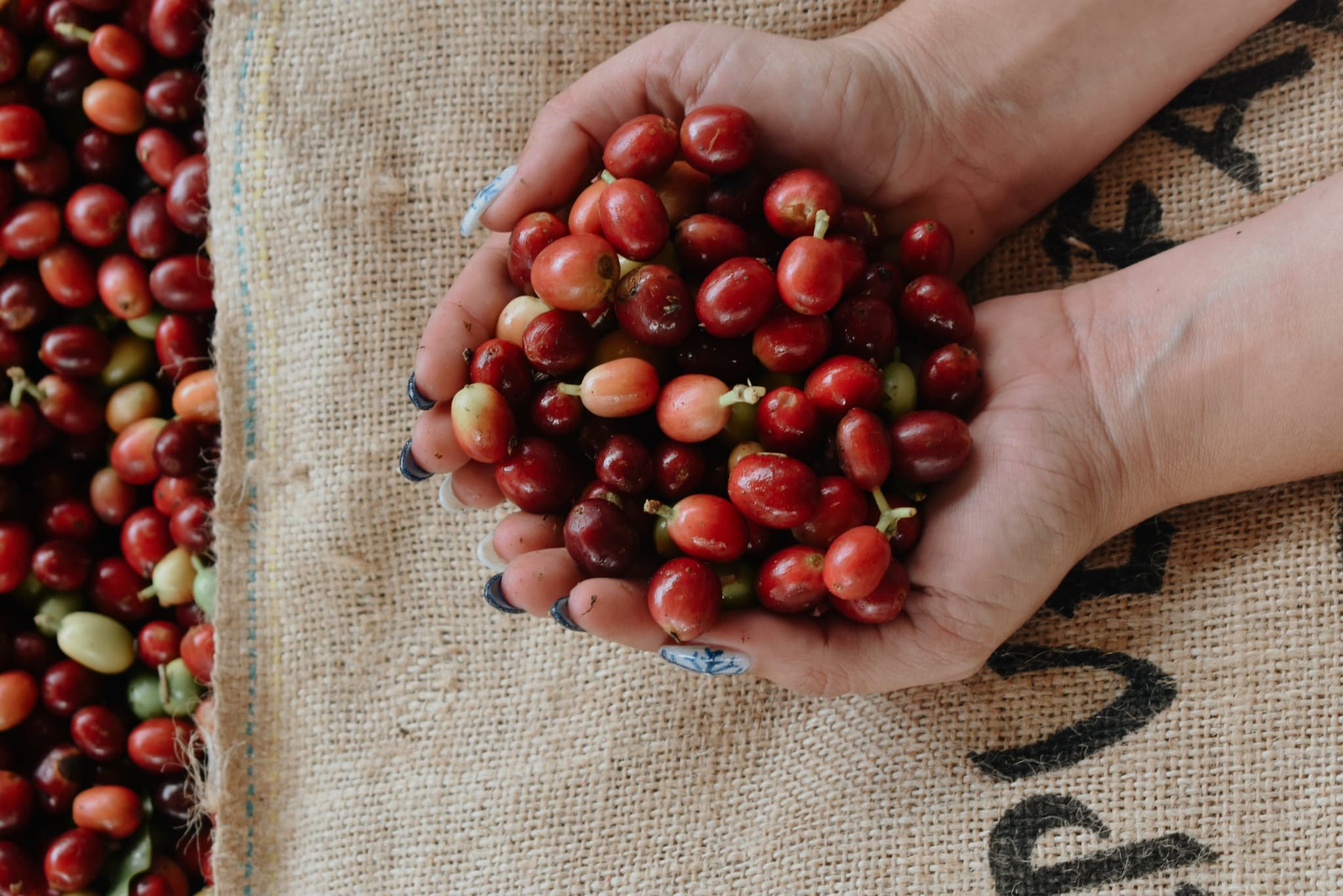 Kona Coffee Tour and Tasting