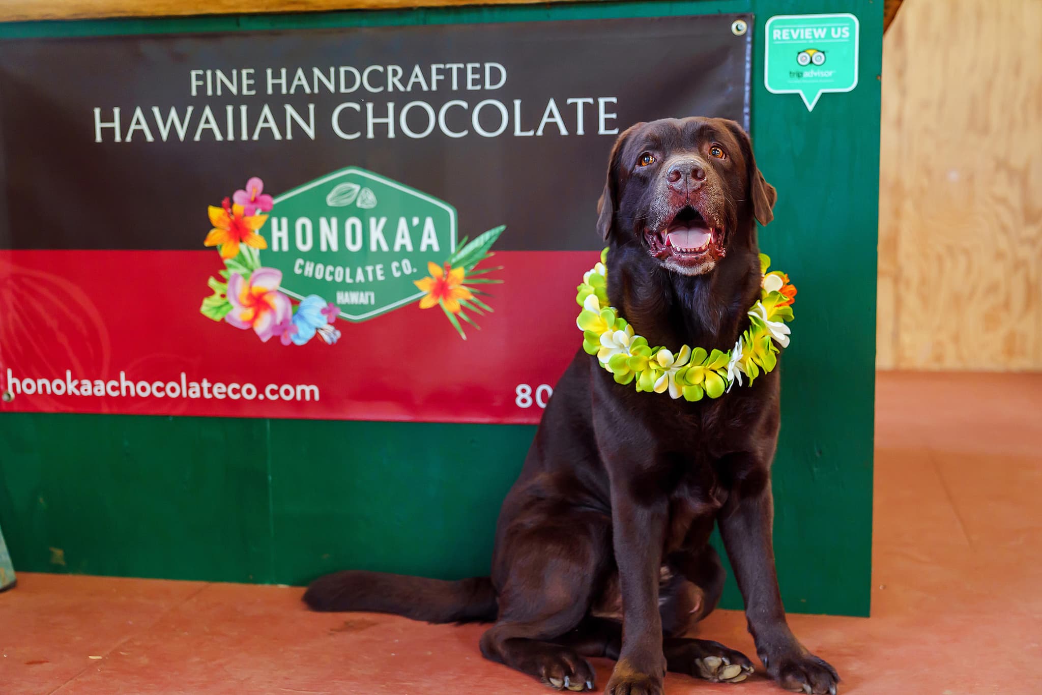 VIP Chocolate Tasting and Farm Tour