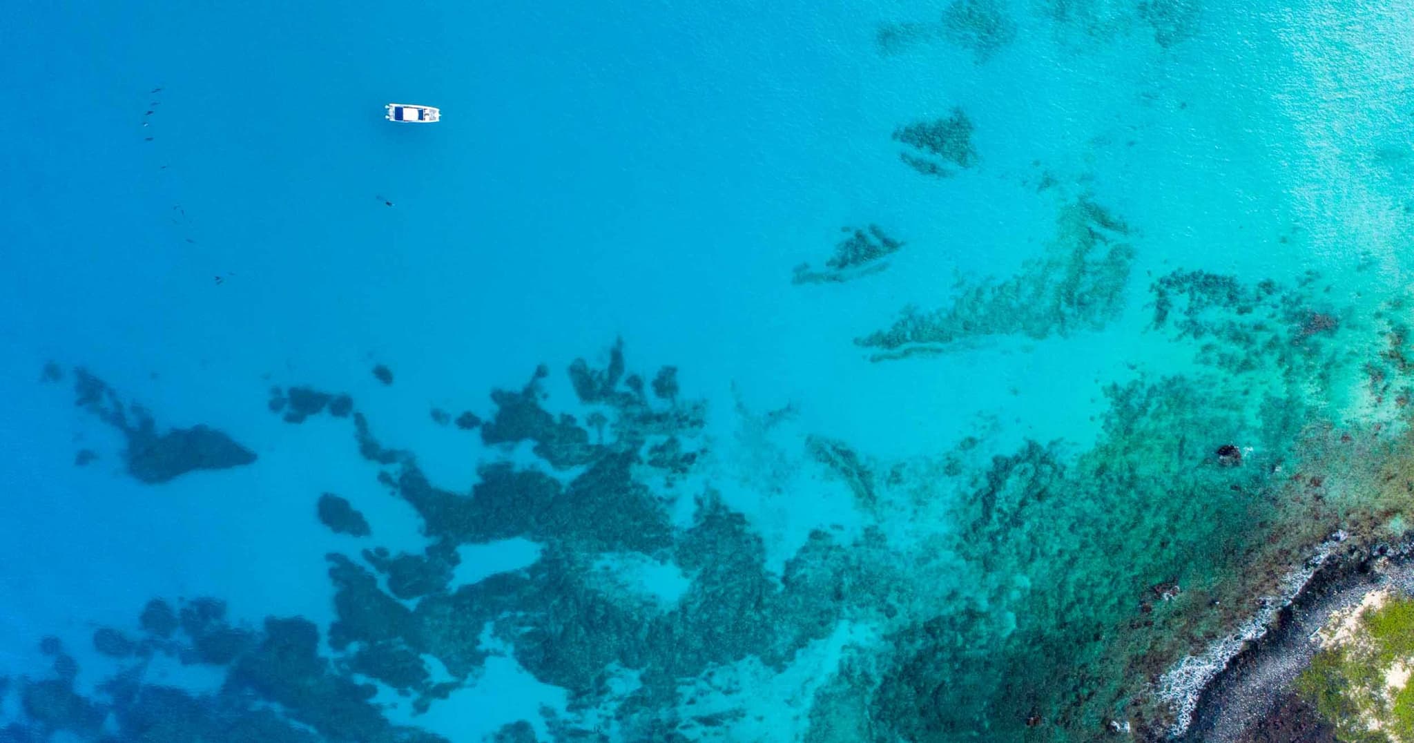 Private Charter Honu Lele