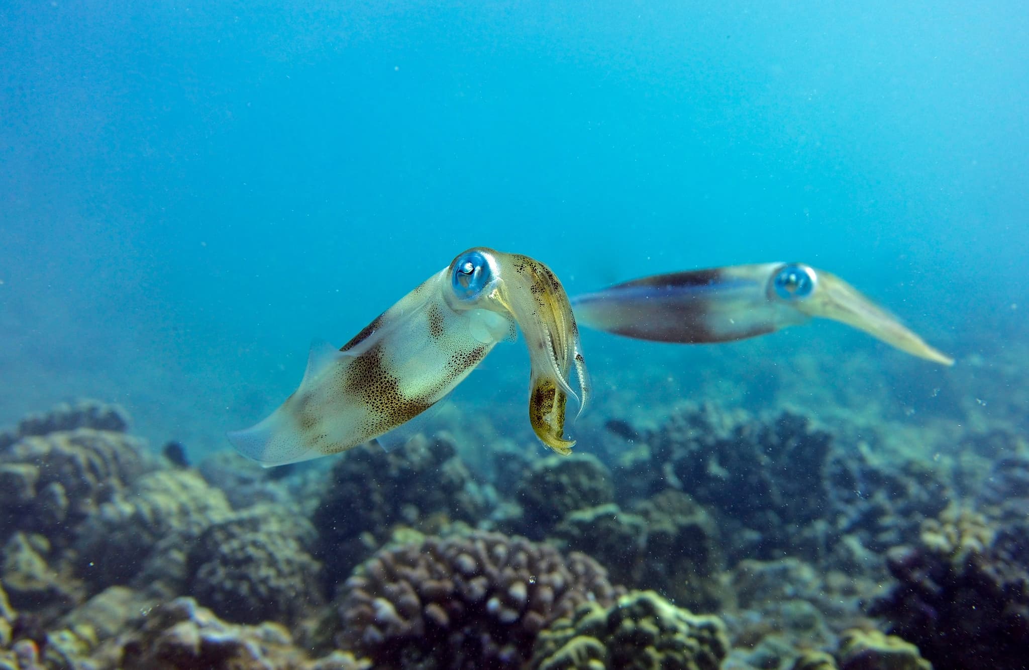 Electric Beach Shallow Reef Dive