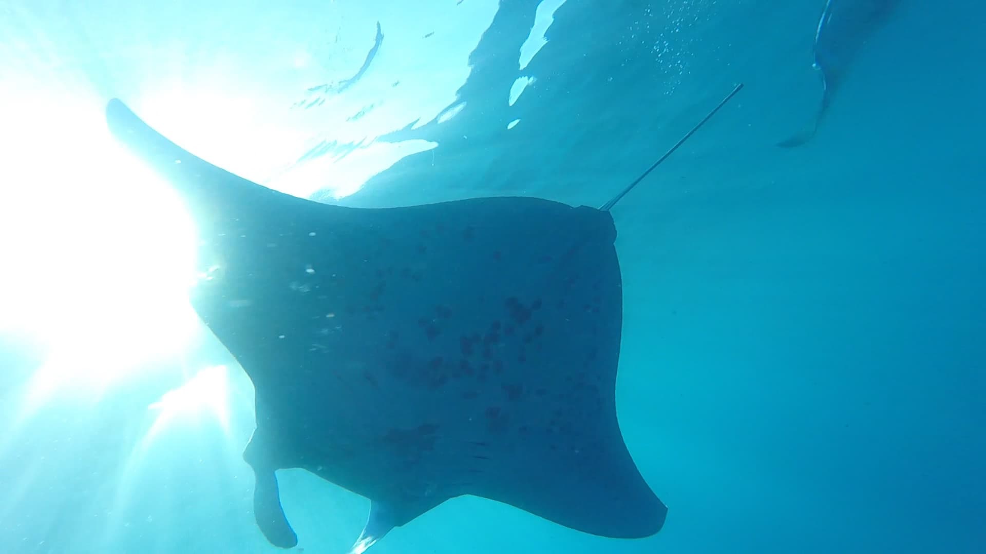 Manta Ray Experience Private Boat