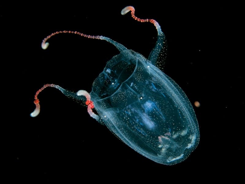 The Black Water Expedition