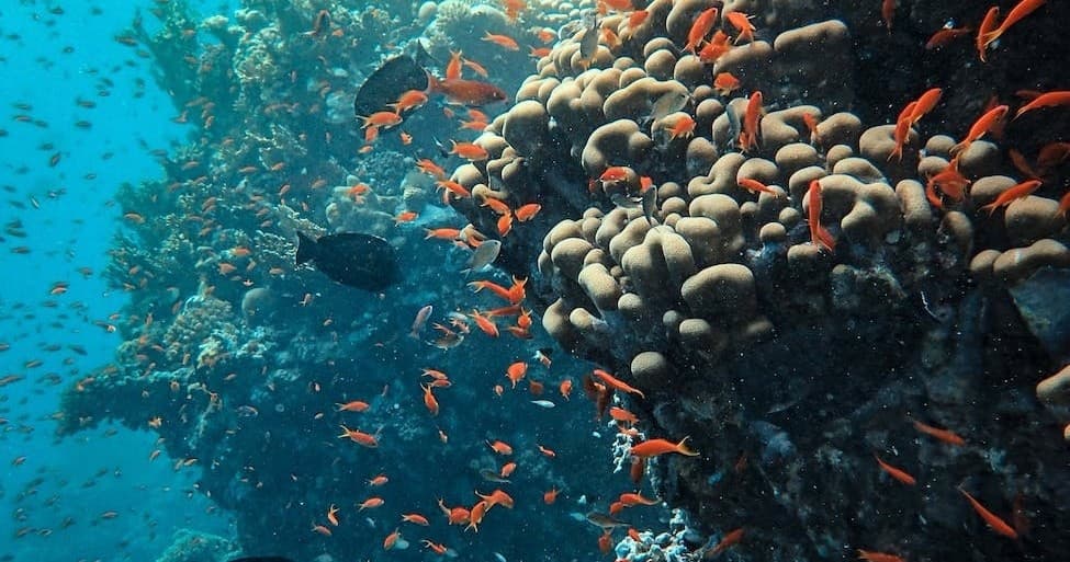 Private Waikiki Snorkel Cruise