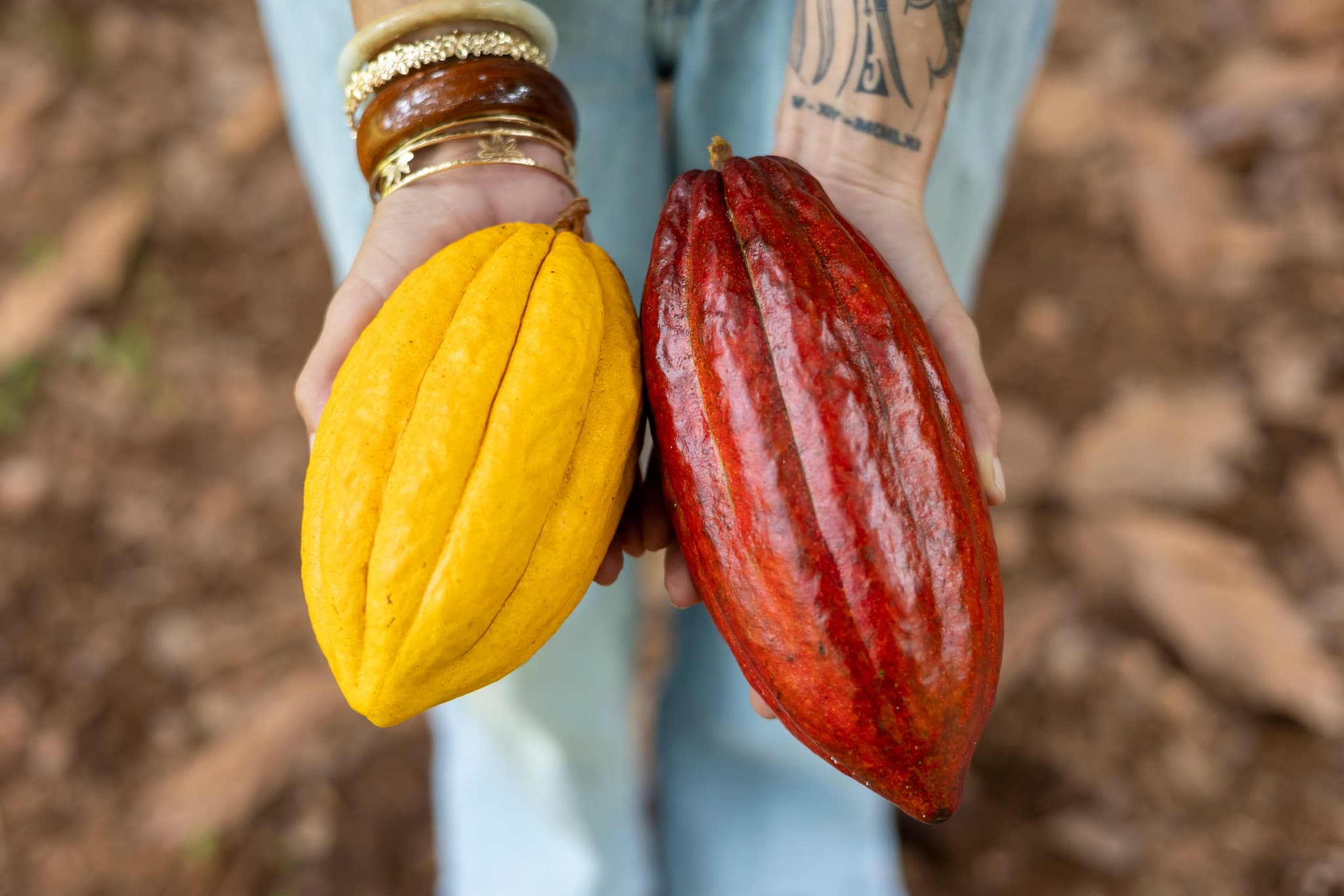 Tree-to-Chocolate Tour