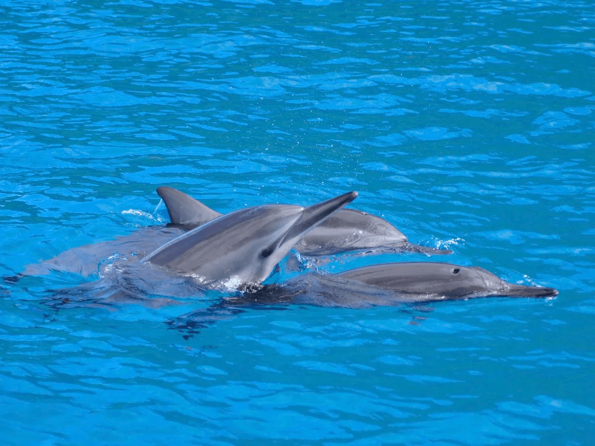 Kealakekua Bay: 3-Hour Snorkel & Dolphin Watch with Lunch